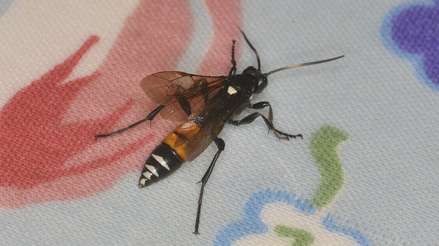 Ichneumonidae ?