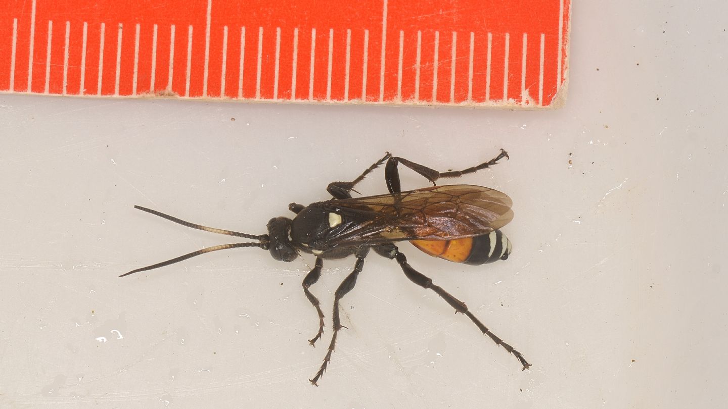 Ichneumonidae ?