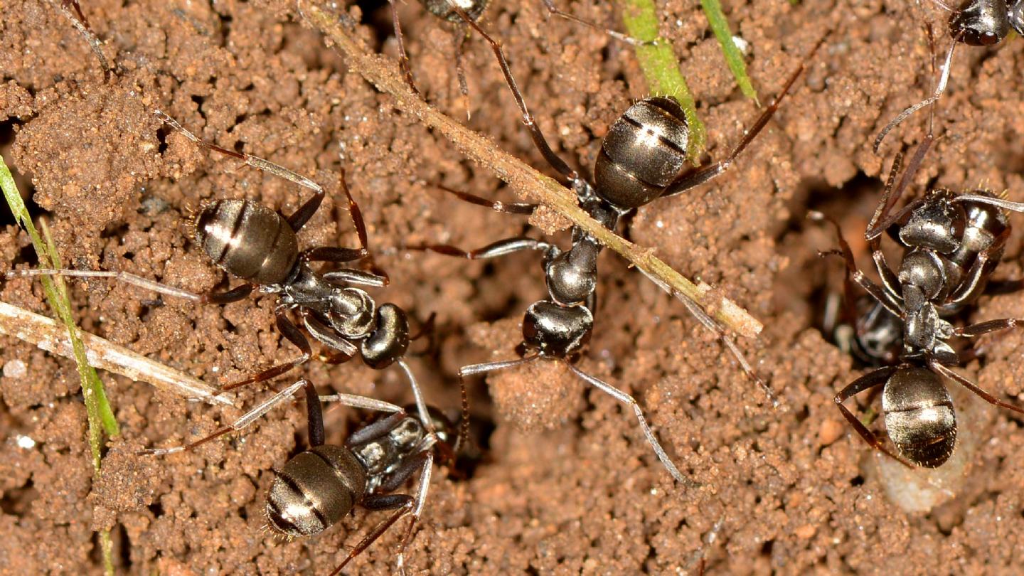 Formica nera