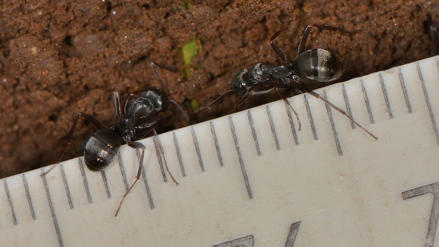 Formica nera