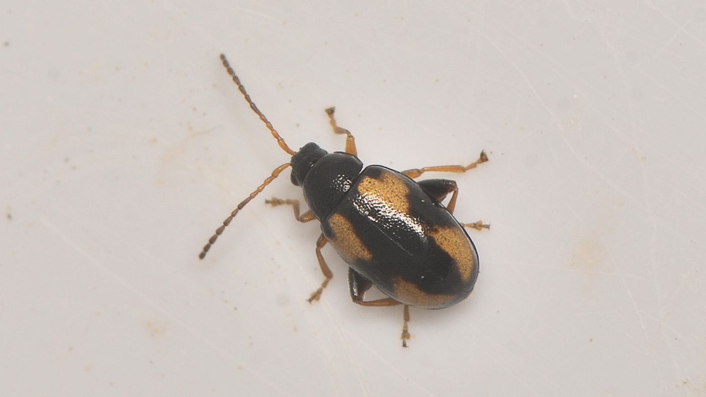 Chrysomelidae: femmina di Phyllothreta ochripes.