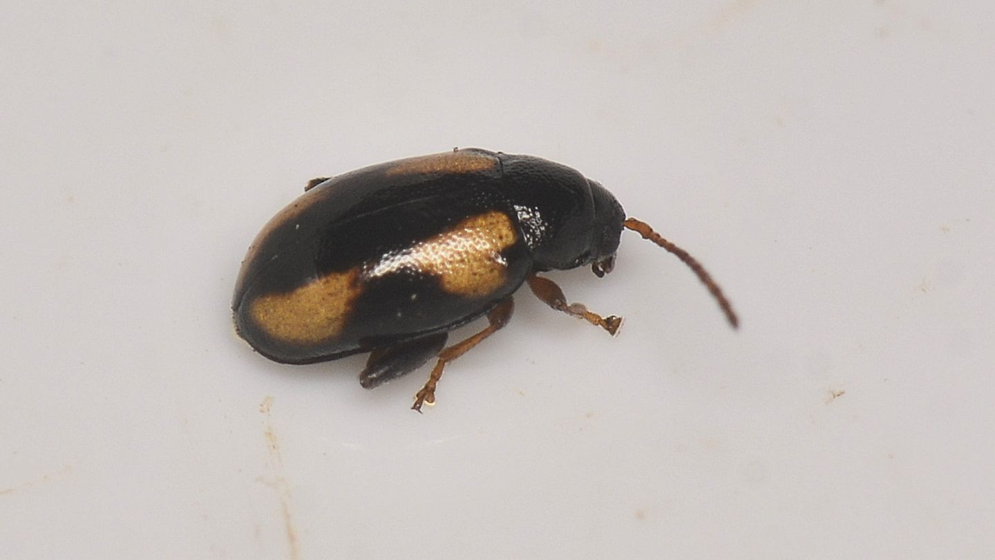 Chrysomelidae: femmina di Phyllothreta ochripes.