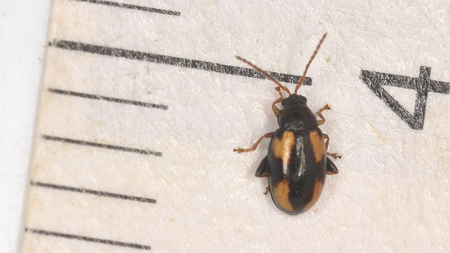 Chrysomelidae: femmina di Phyllothreta ochripes.