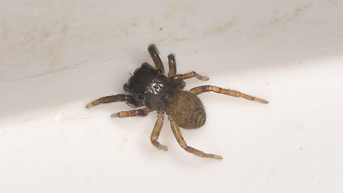 Salticidae