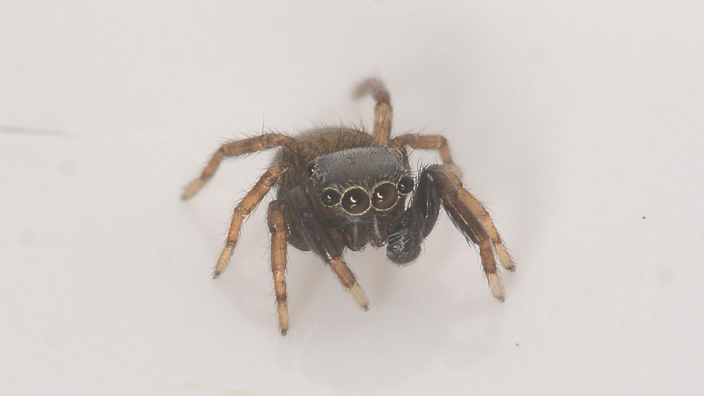 Salticidae