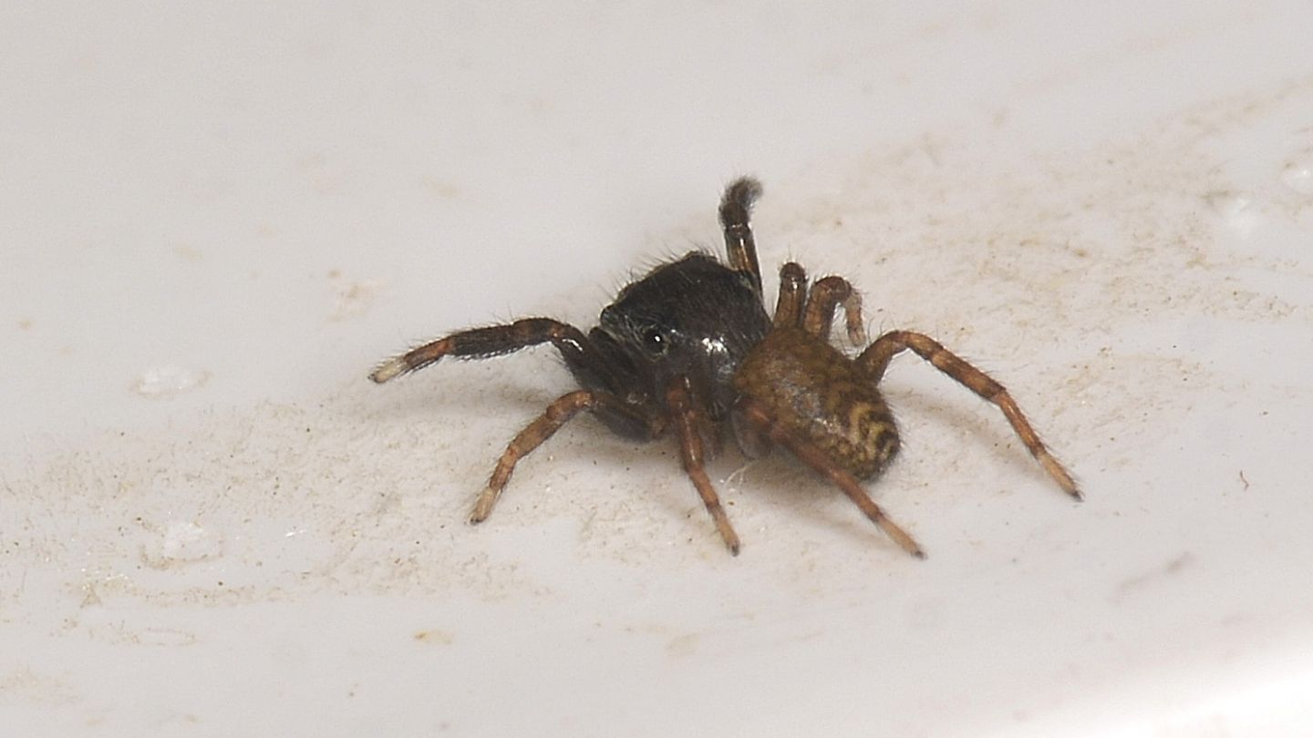 Salticidae