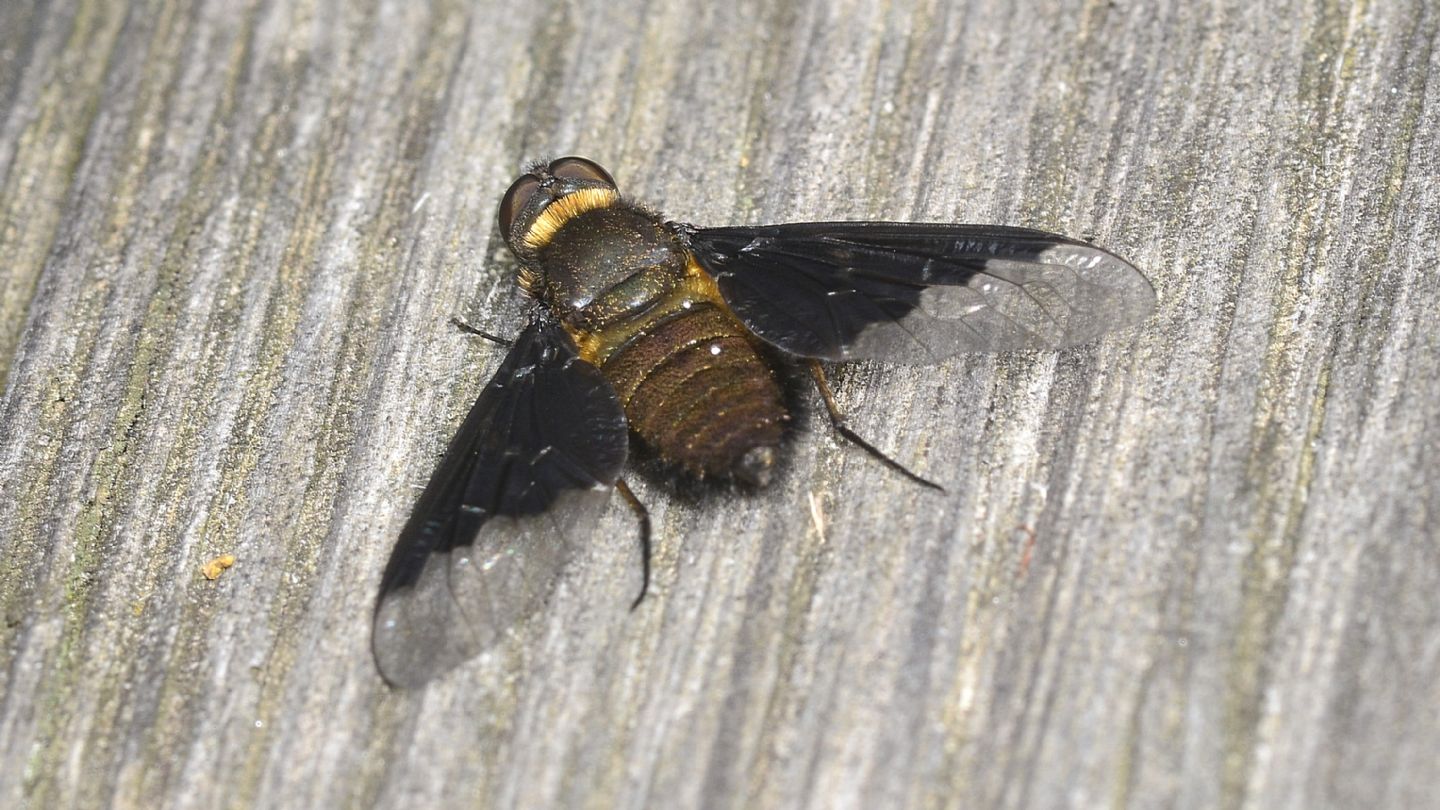 Bombyliidae da id