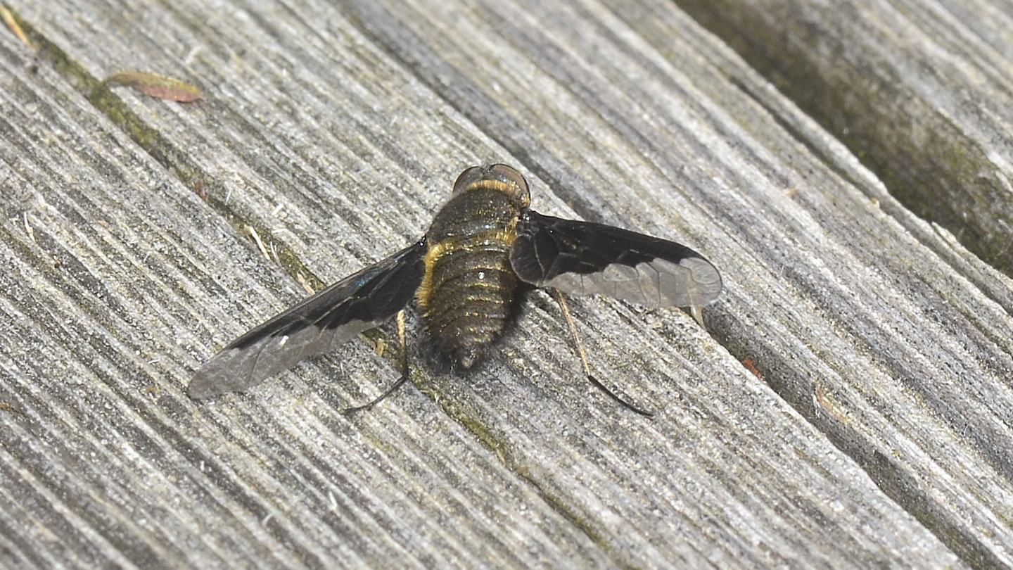 Bombyliidae da id