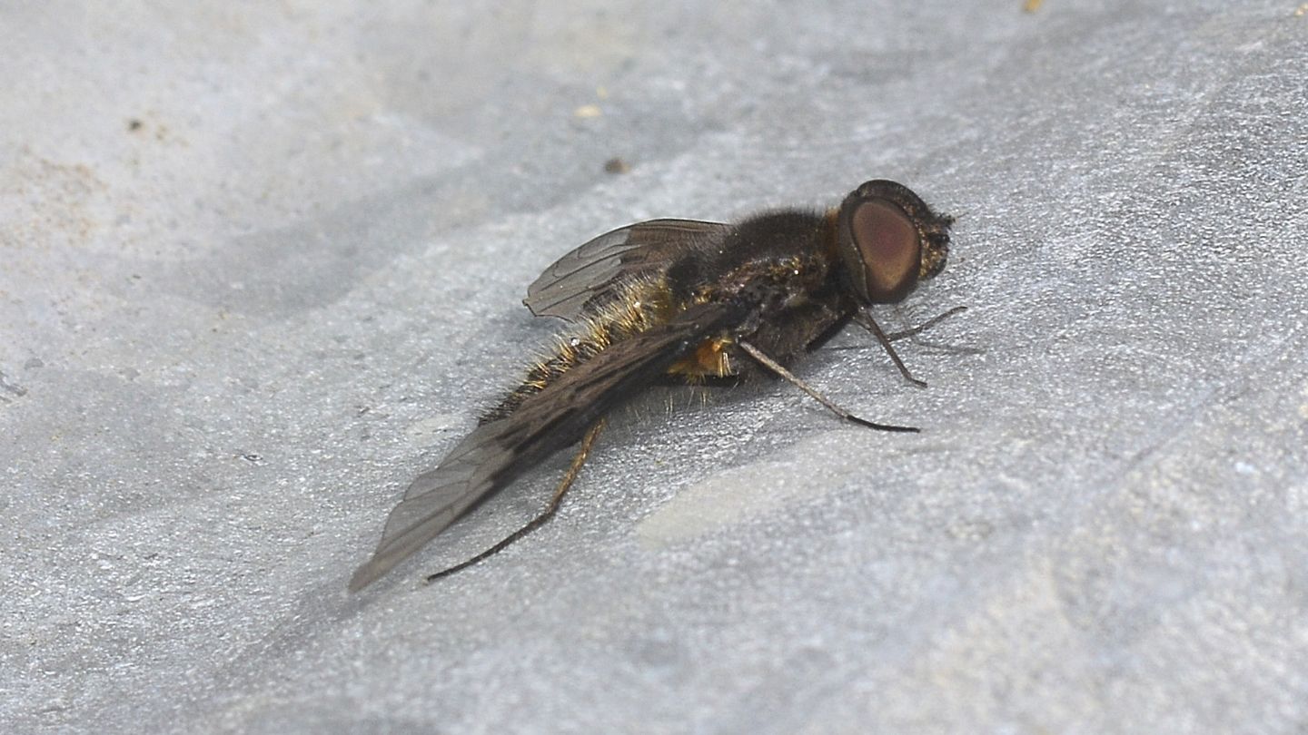 Bombyliidae da id