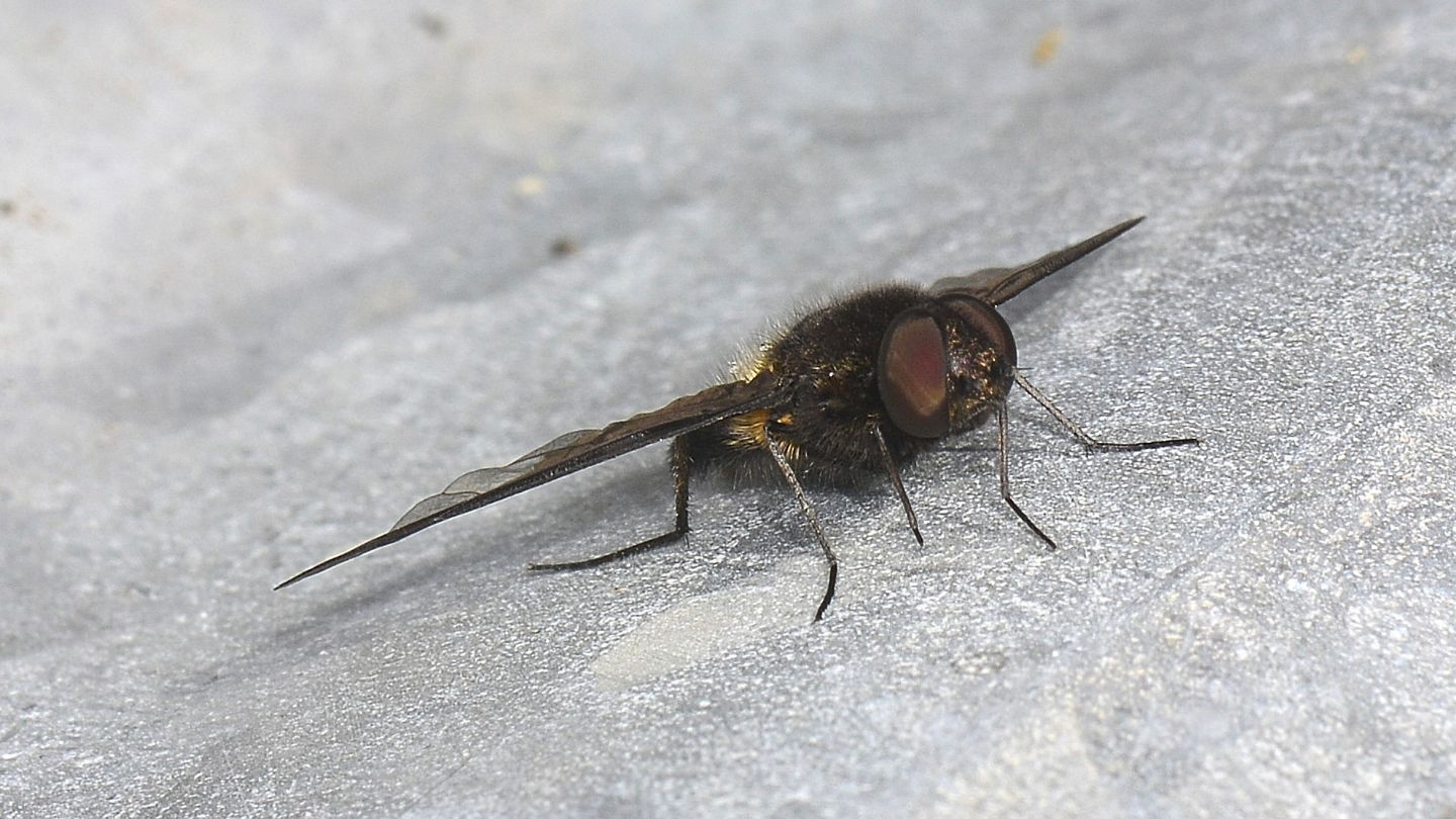 Bombyliidae da id