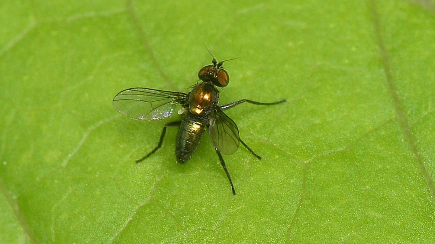 Dolichopodidae ?