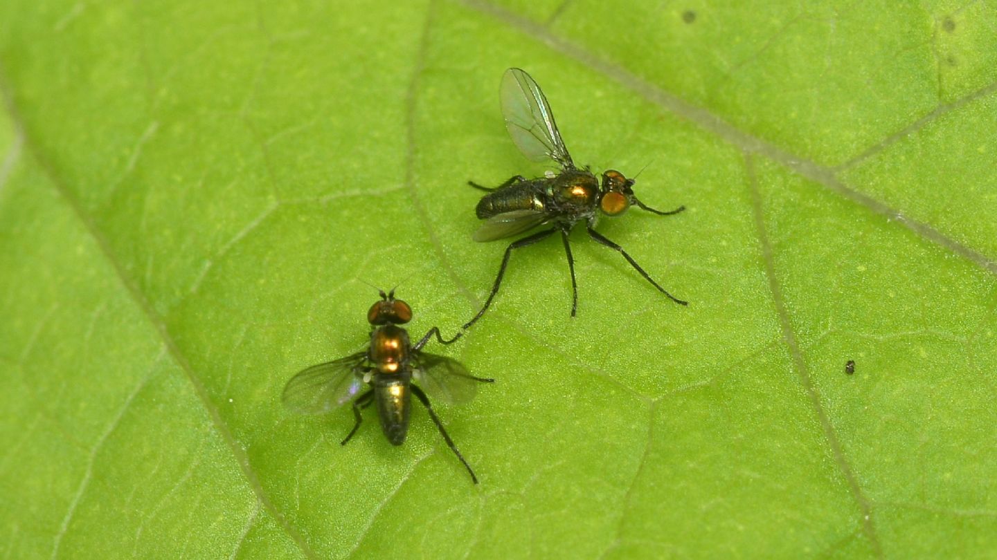 Dolichopodidae ?