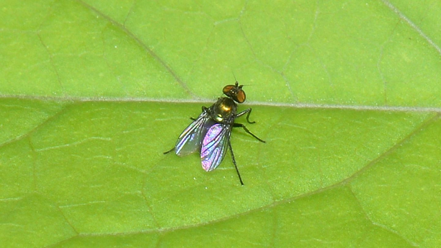 Dolichopodidae ?