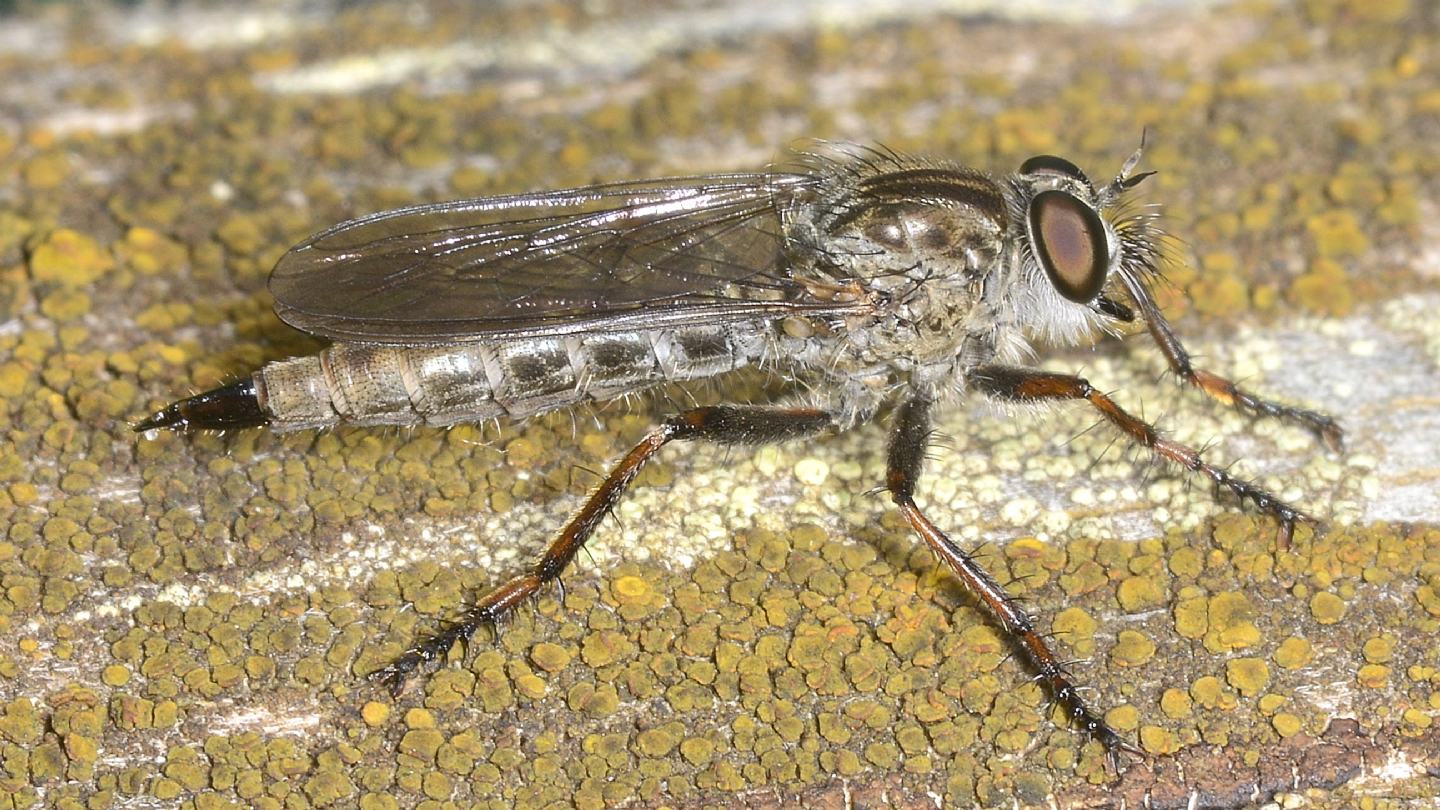 Asilidae