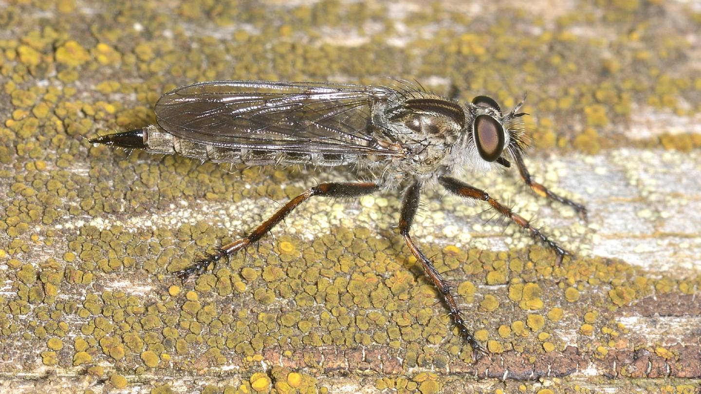 Asilidae