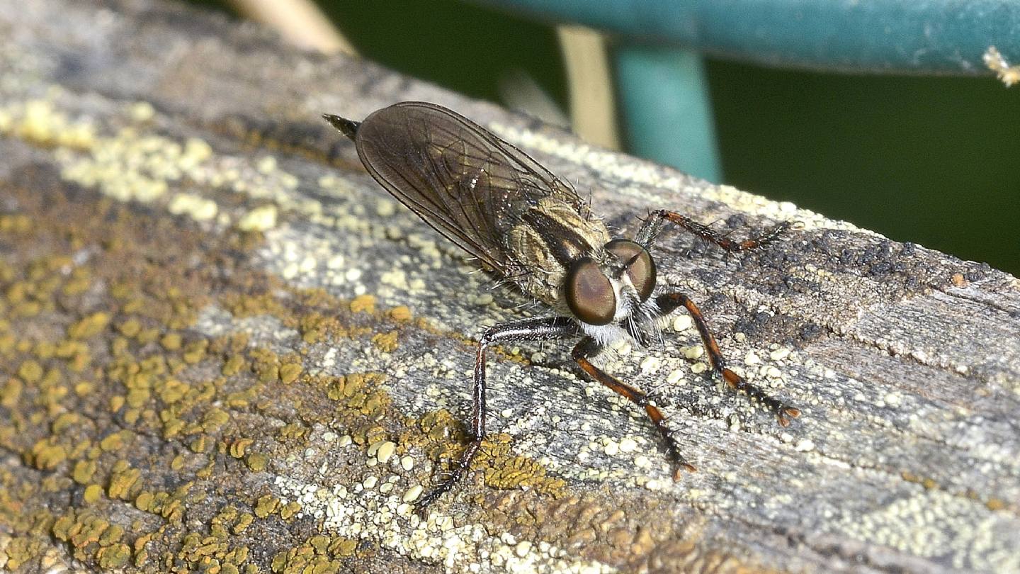 Asilidae