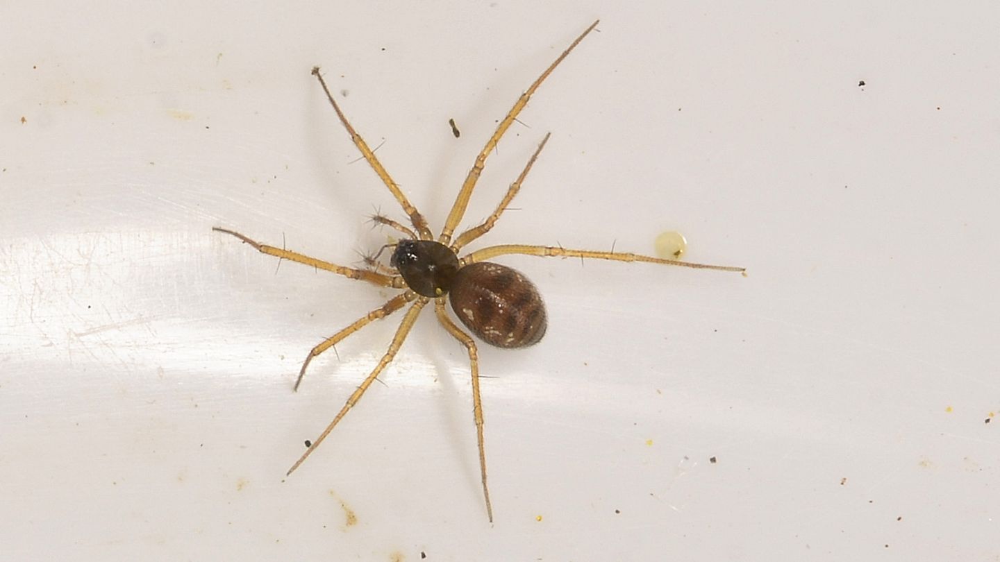 Linyphiidae da id