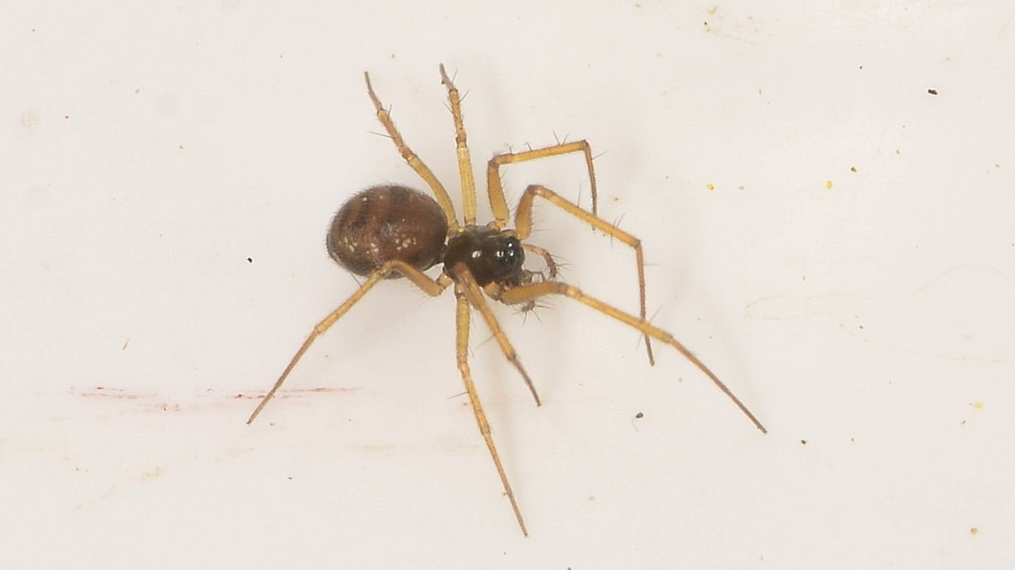 Linyphiidae da id