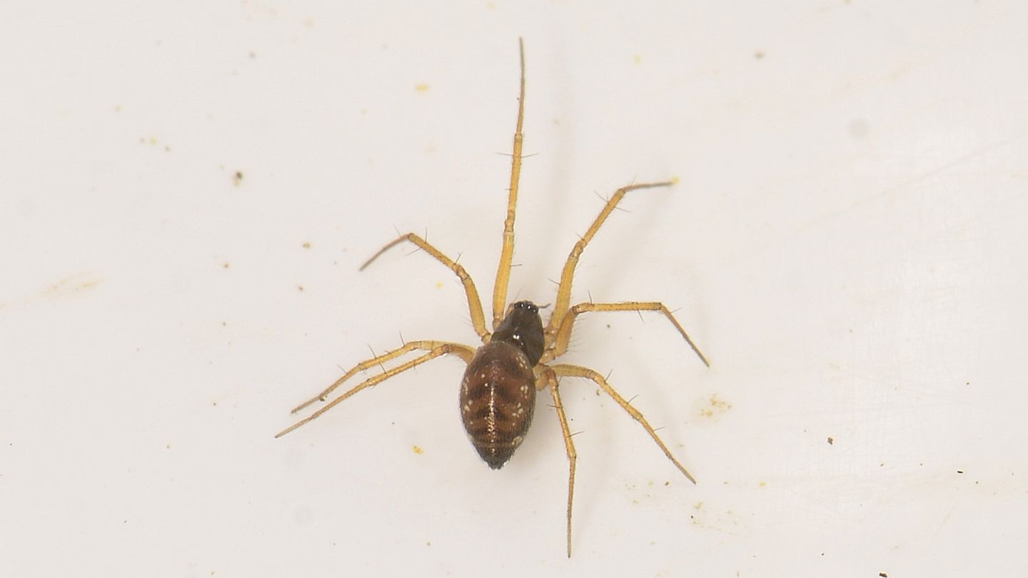 Linyphiidae da id