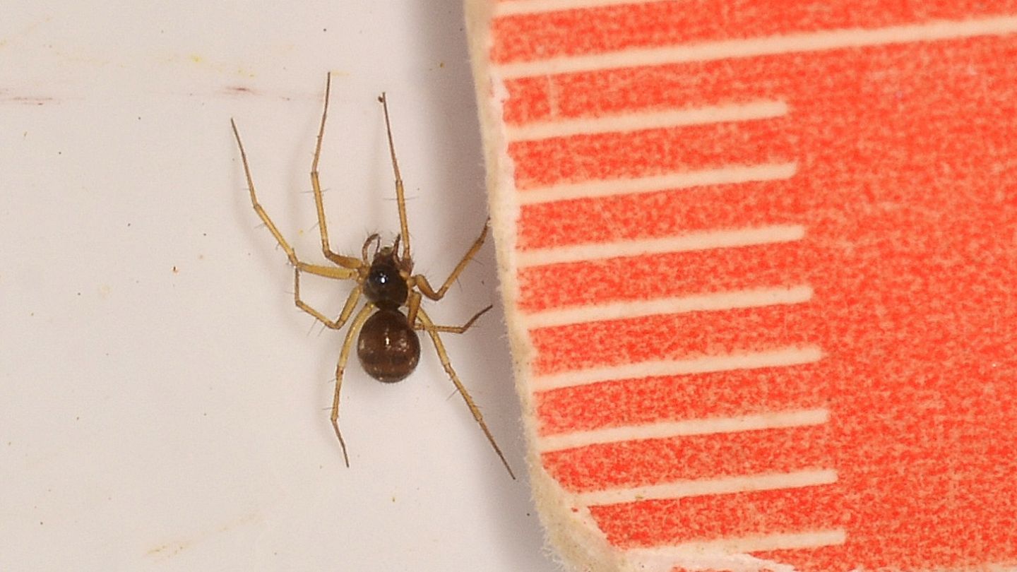 Linyphiidae da id