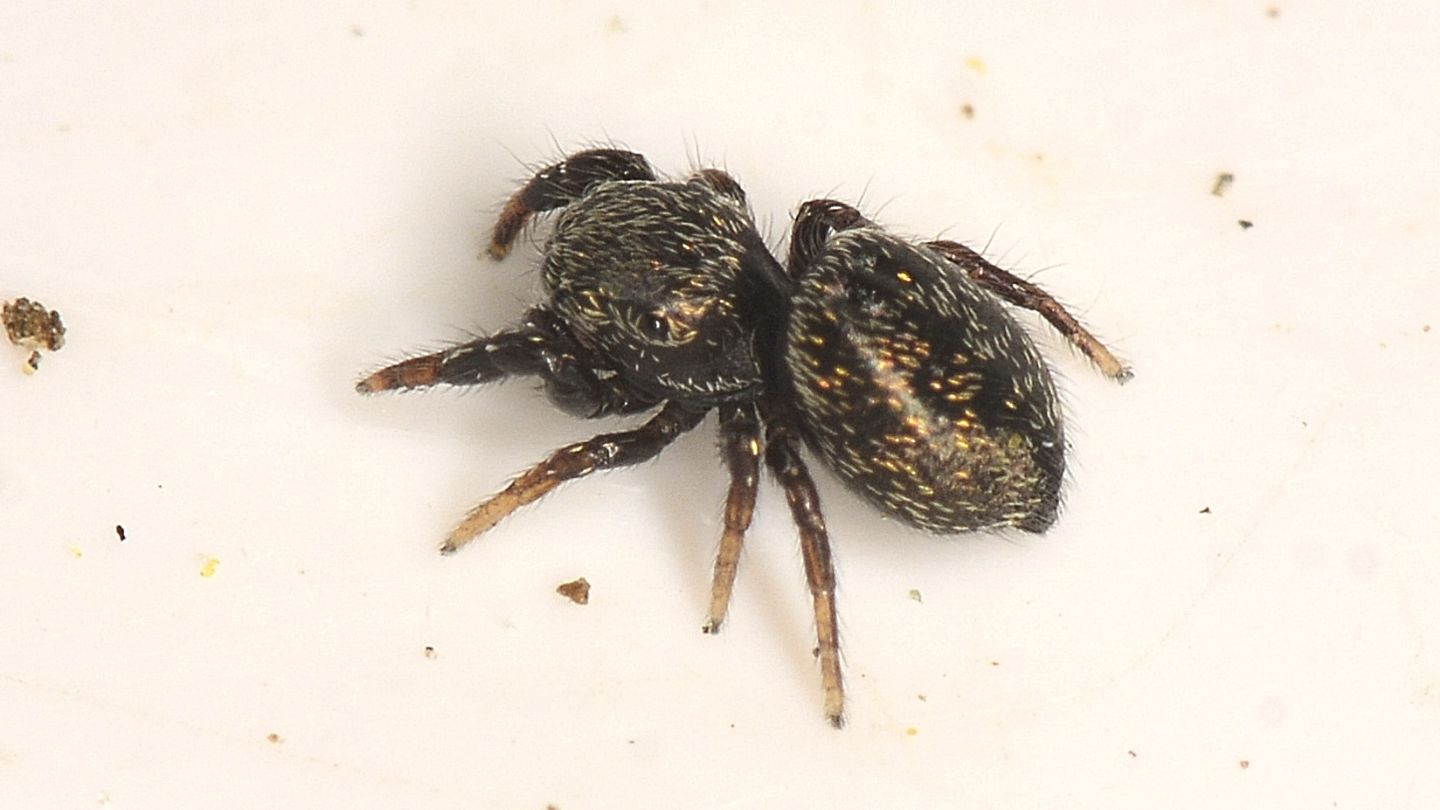 Salticidae scuro