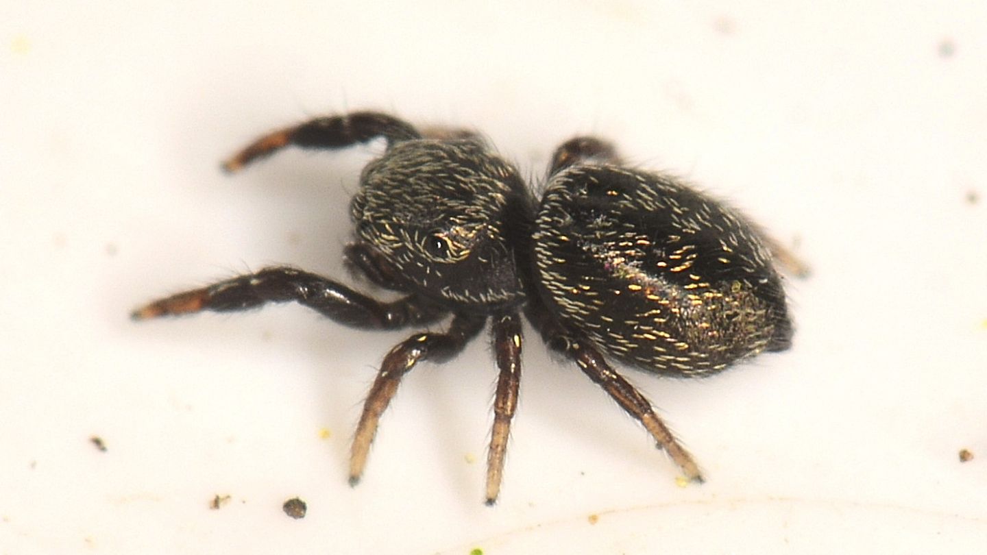 Salticidae scuro