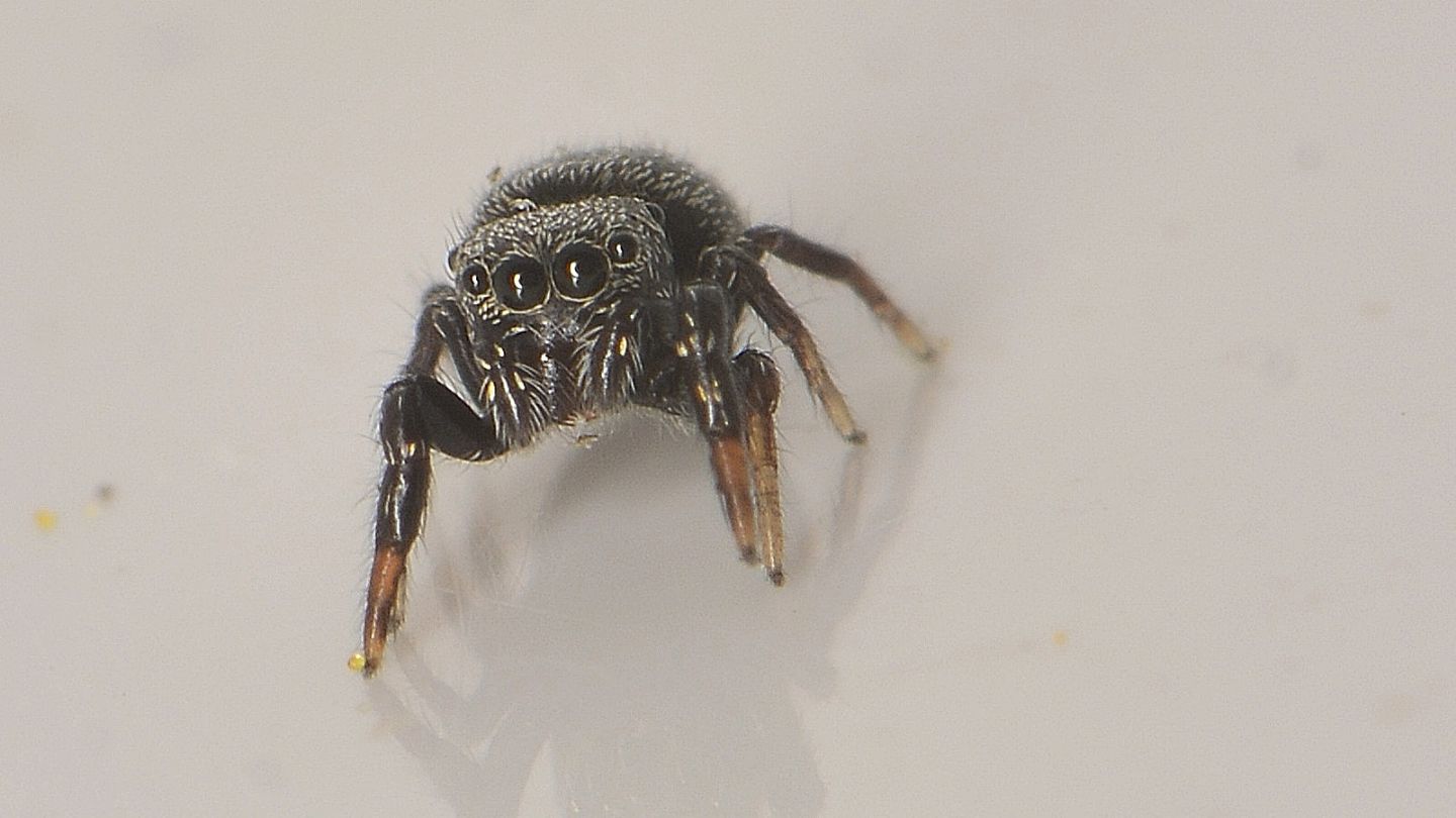 Salticidae scuro