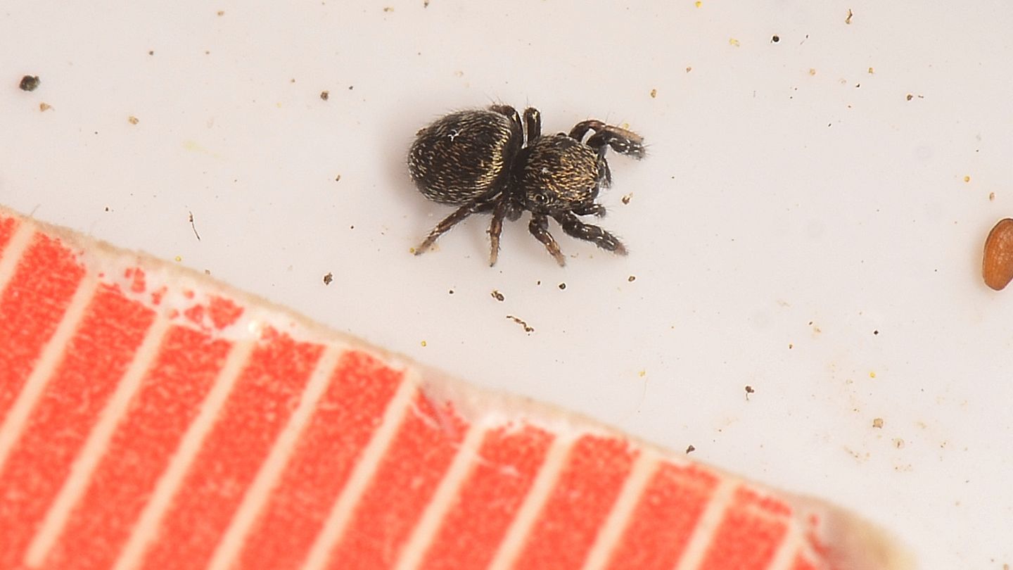 Salticidae scuro