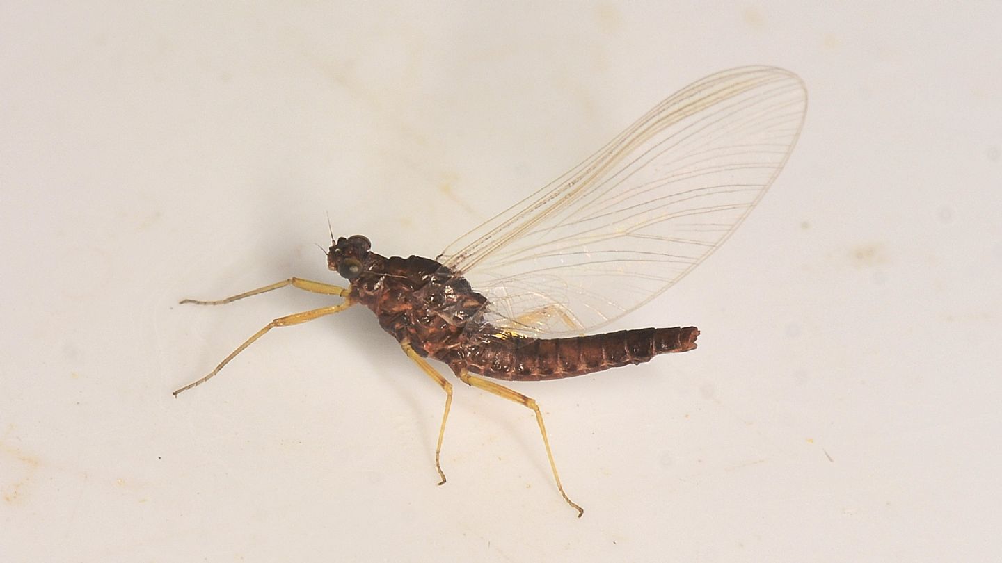 Senza cerci ? Serratella ignita imago female