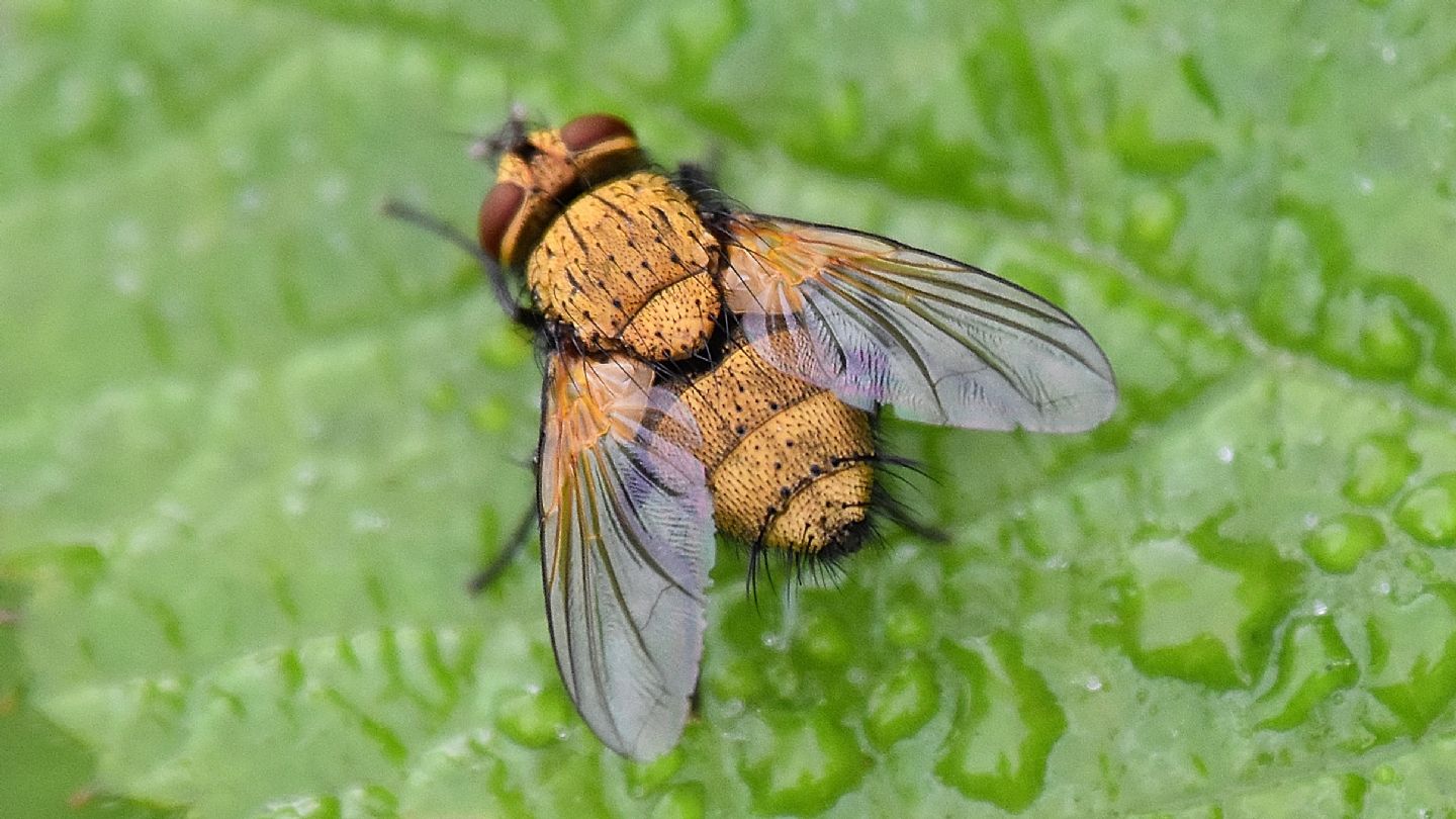 Mosca oro