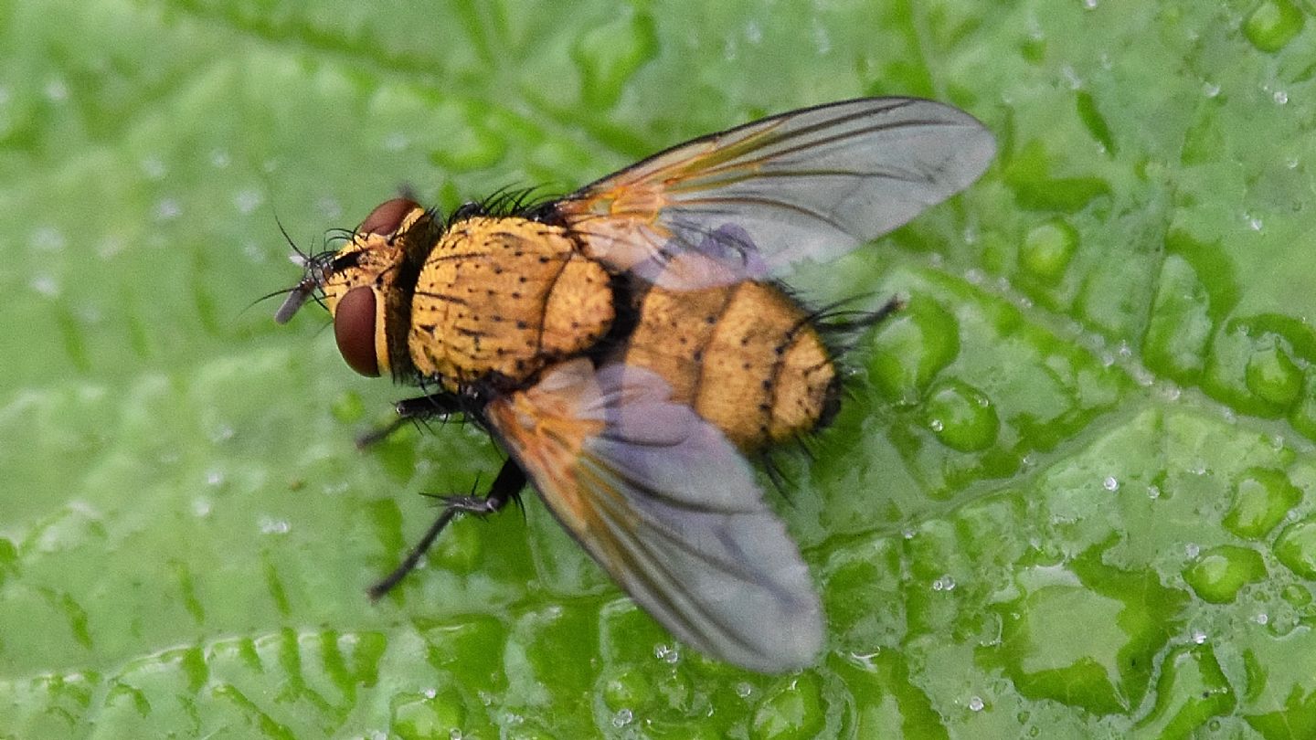 Mosca oro