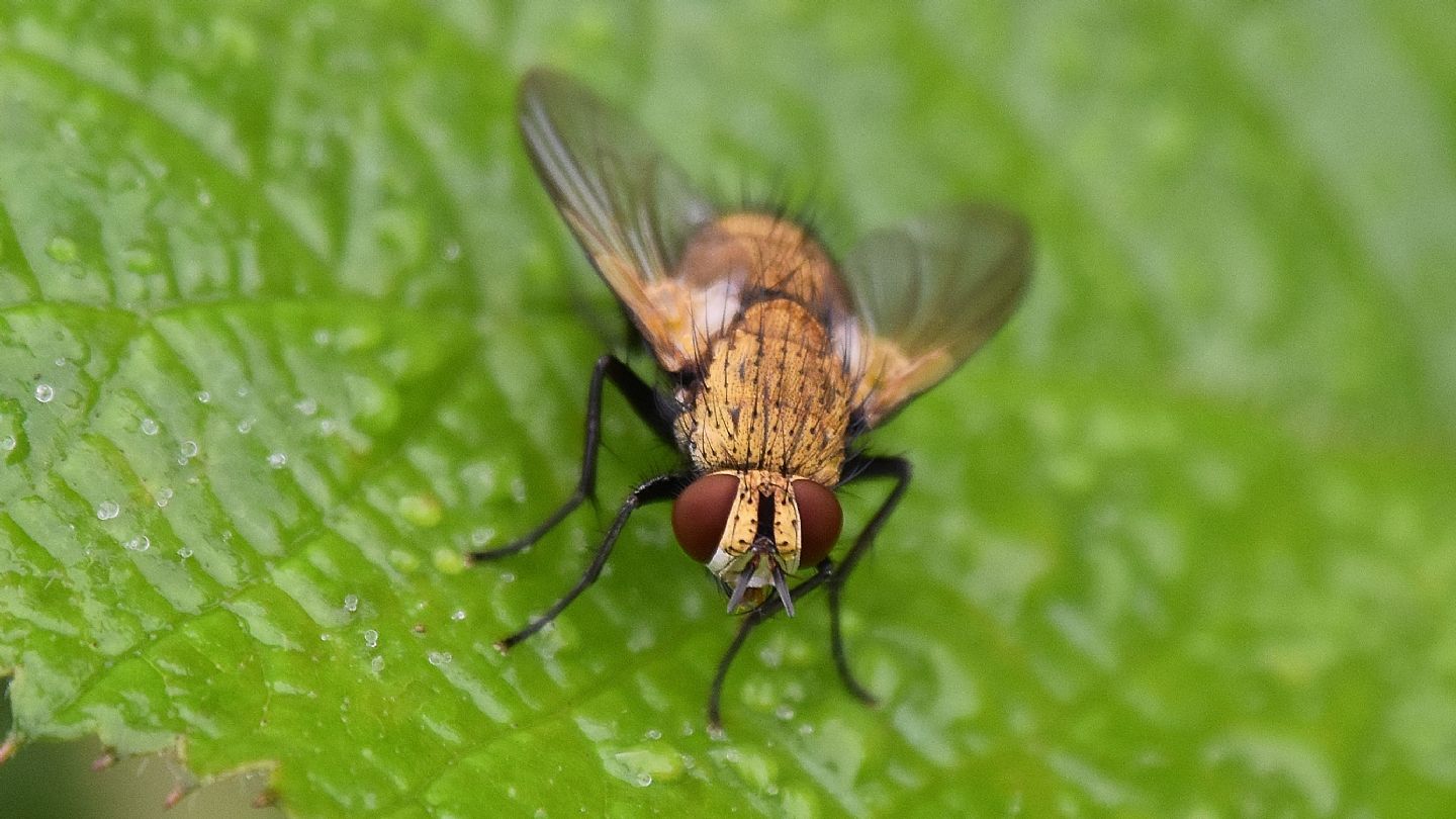 Mosca oro