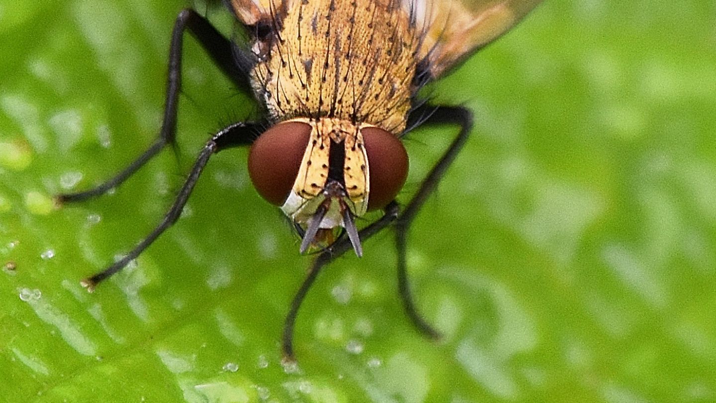 Mosca oro