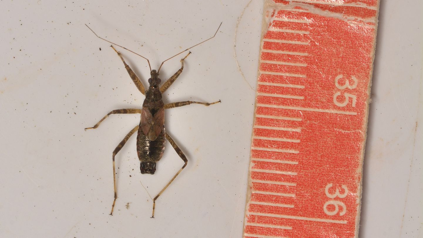 Reduviidae ? No. Nabidae: Himacerus mirmicoides