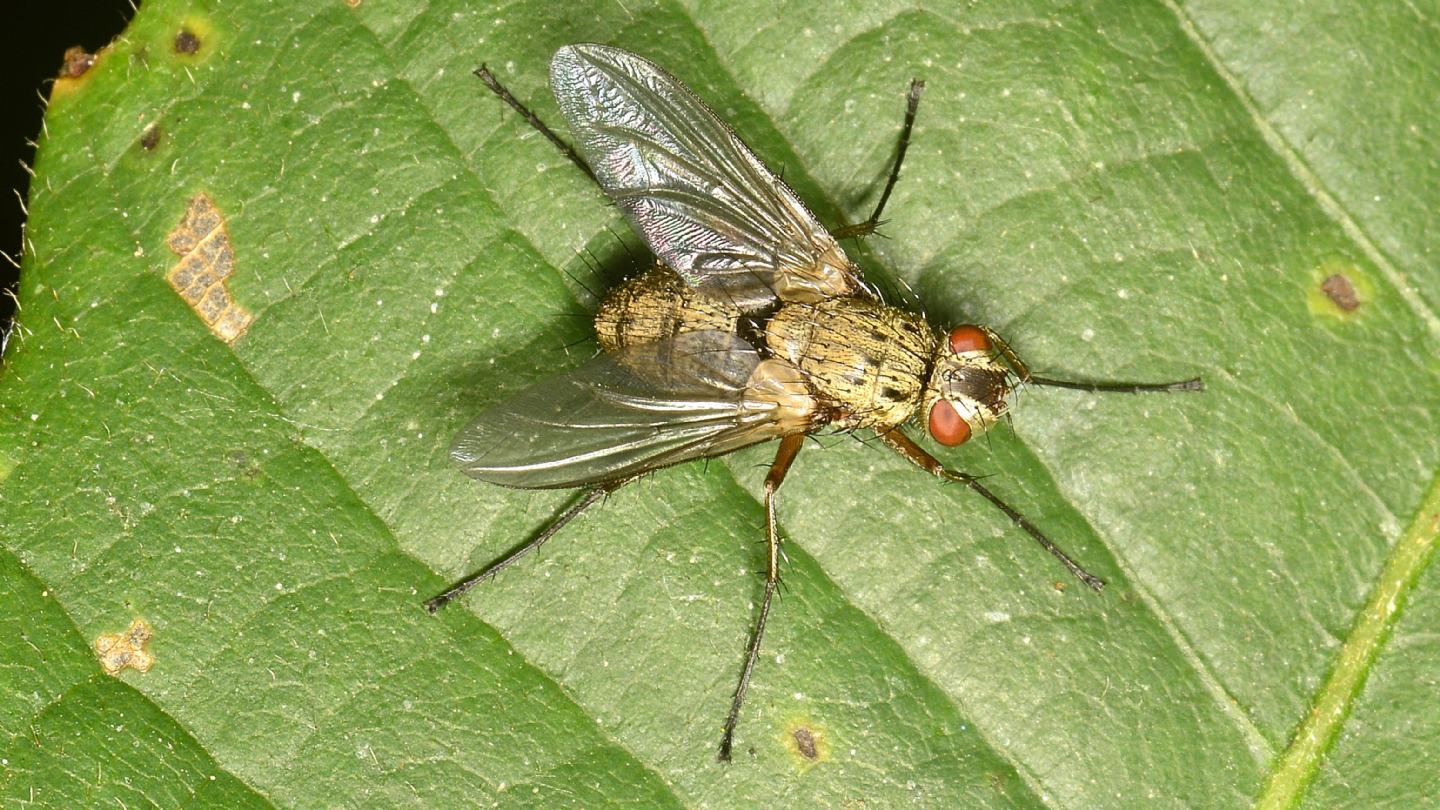 Tachinidae ?