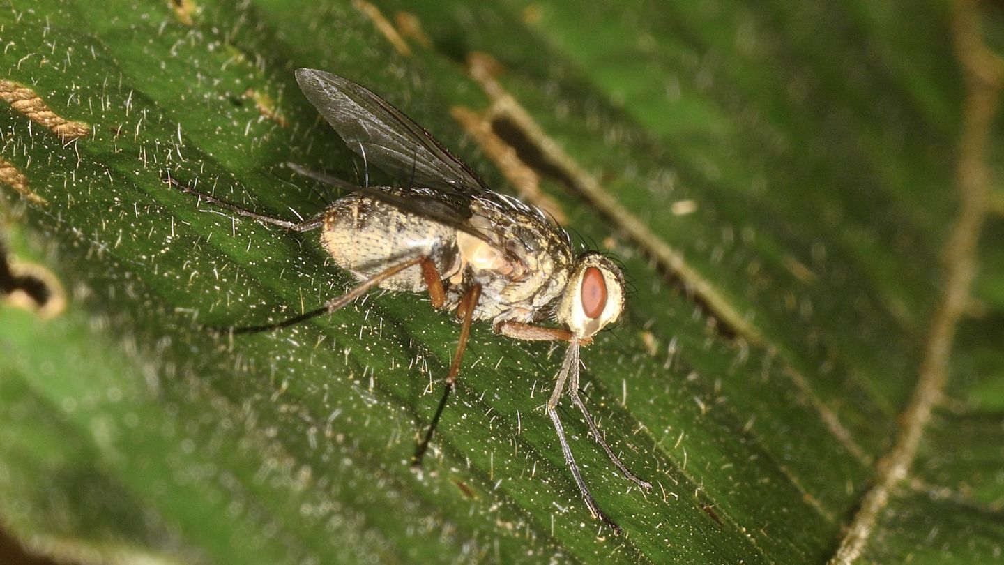 Tachinidae ?