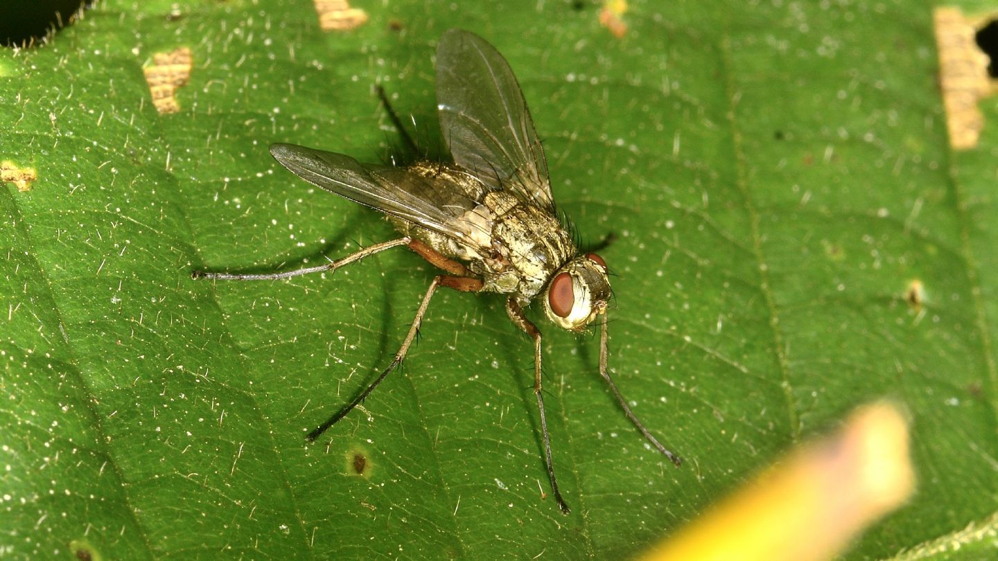 Tachinidae ?