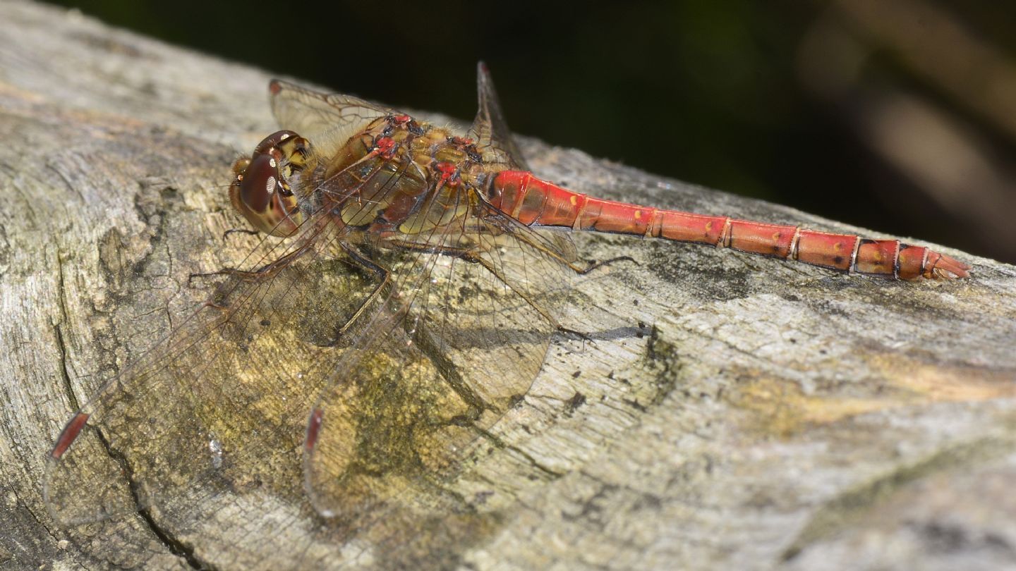 Sympetrum ? - Sympetrum striolatum