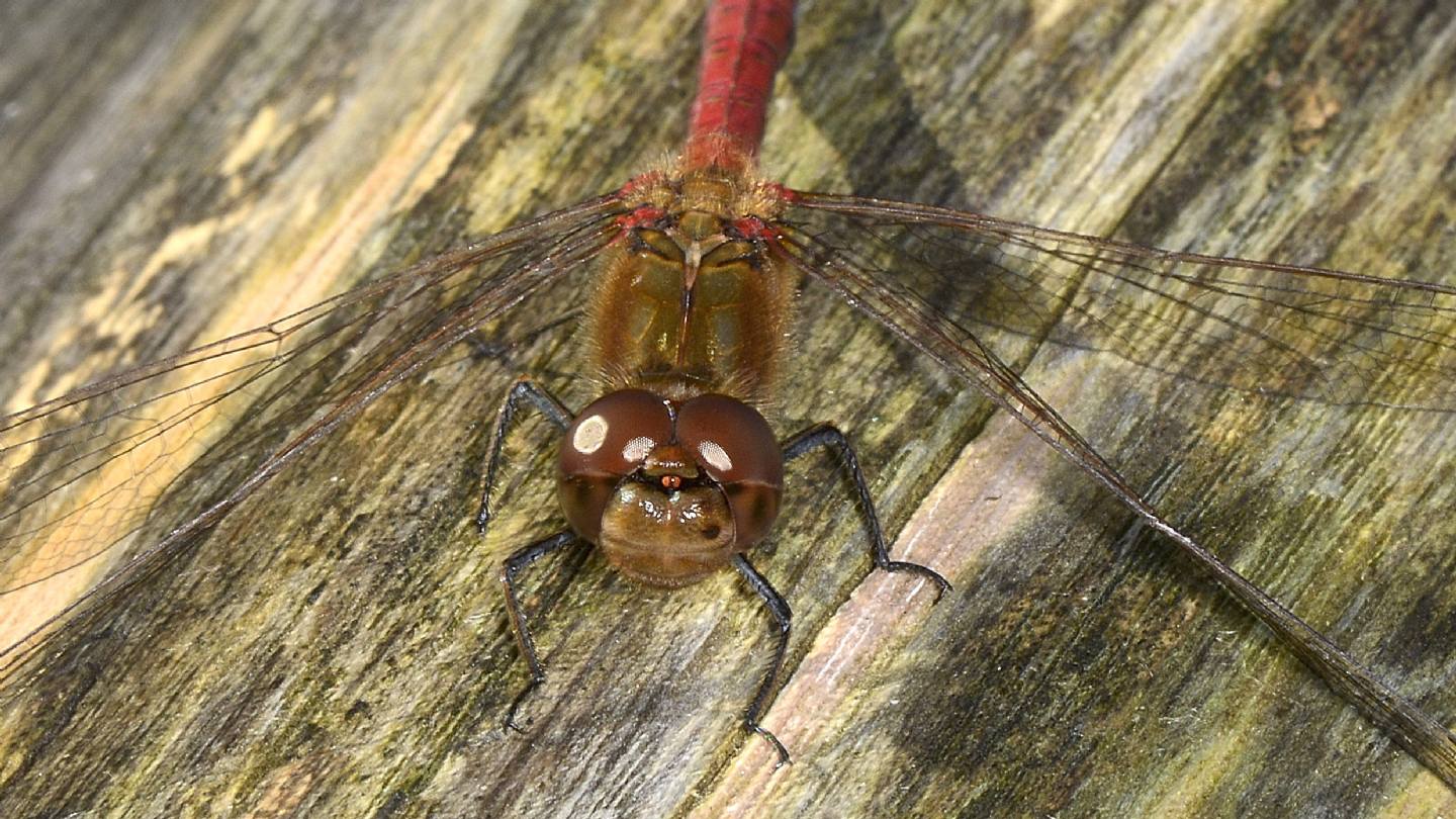 Sympetrum ?