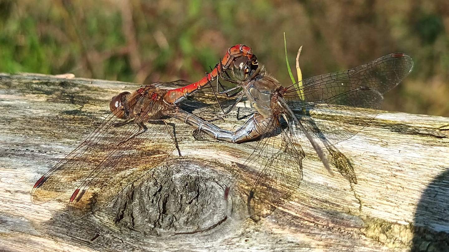 Sympetrum ? - Sympetrum striolatum