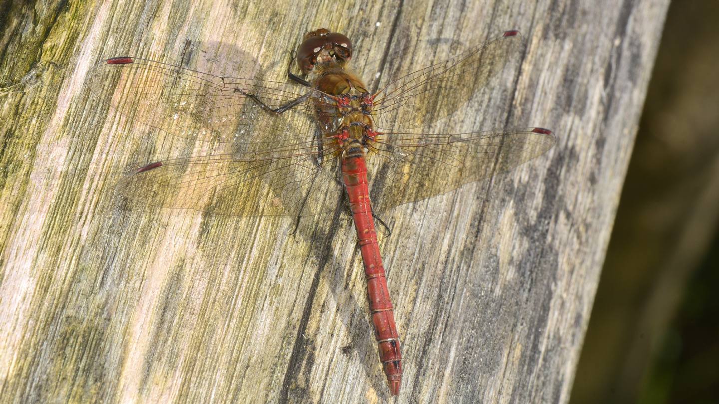 Sympetrum ? - Sympetrum striolatum