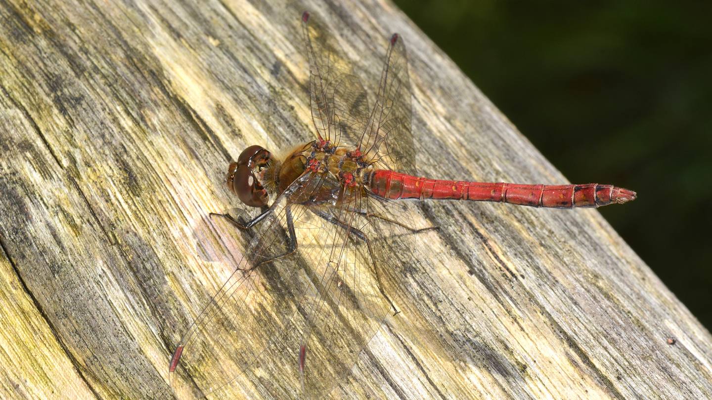 Sympetrum ? - Sympetrum striolatum