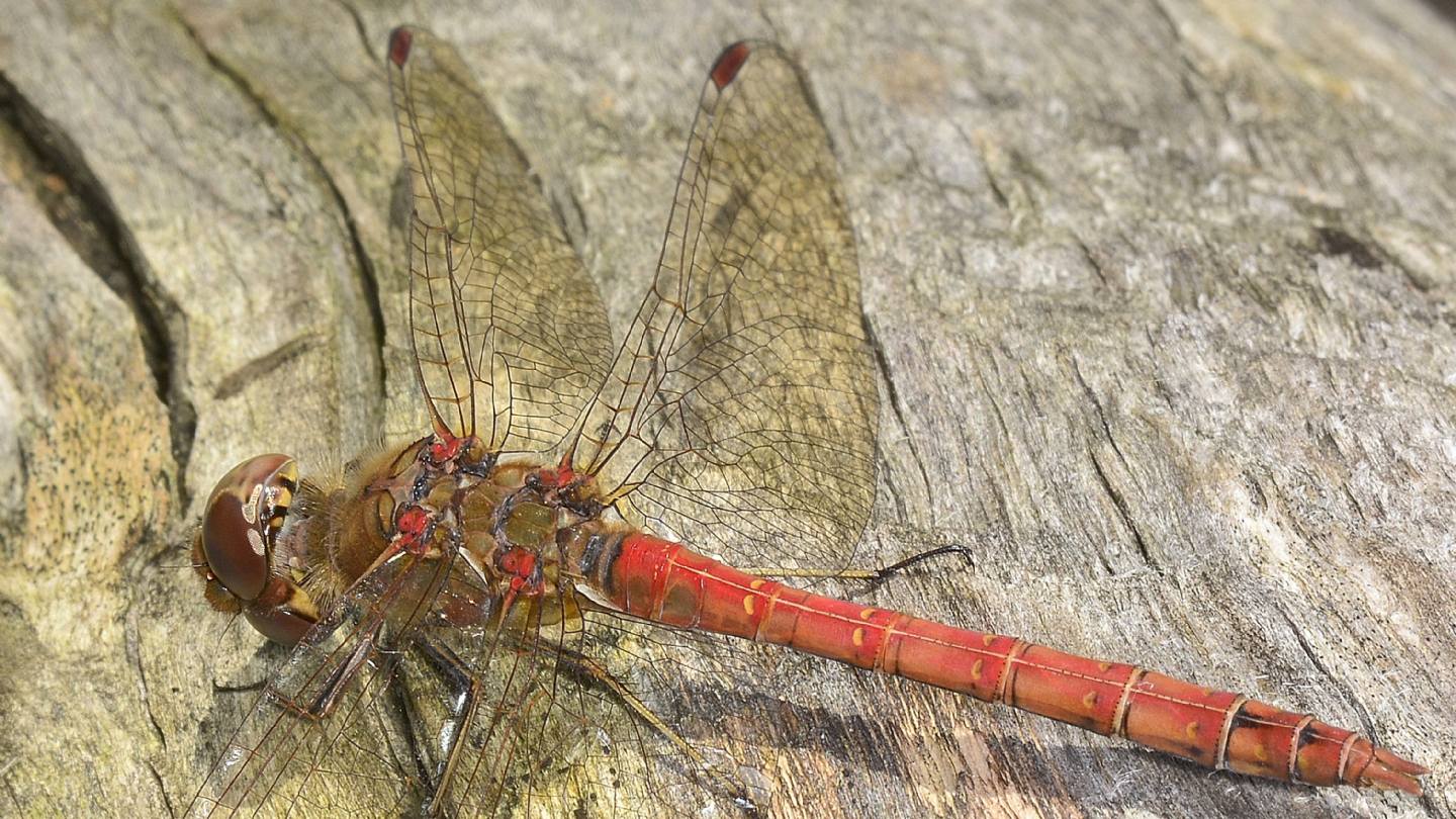 Sympetrum ? - Sympetrum striolatum