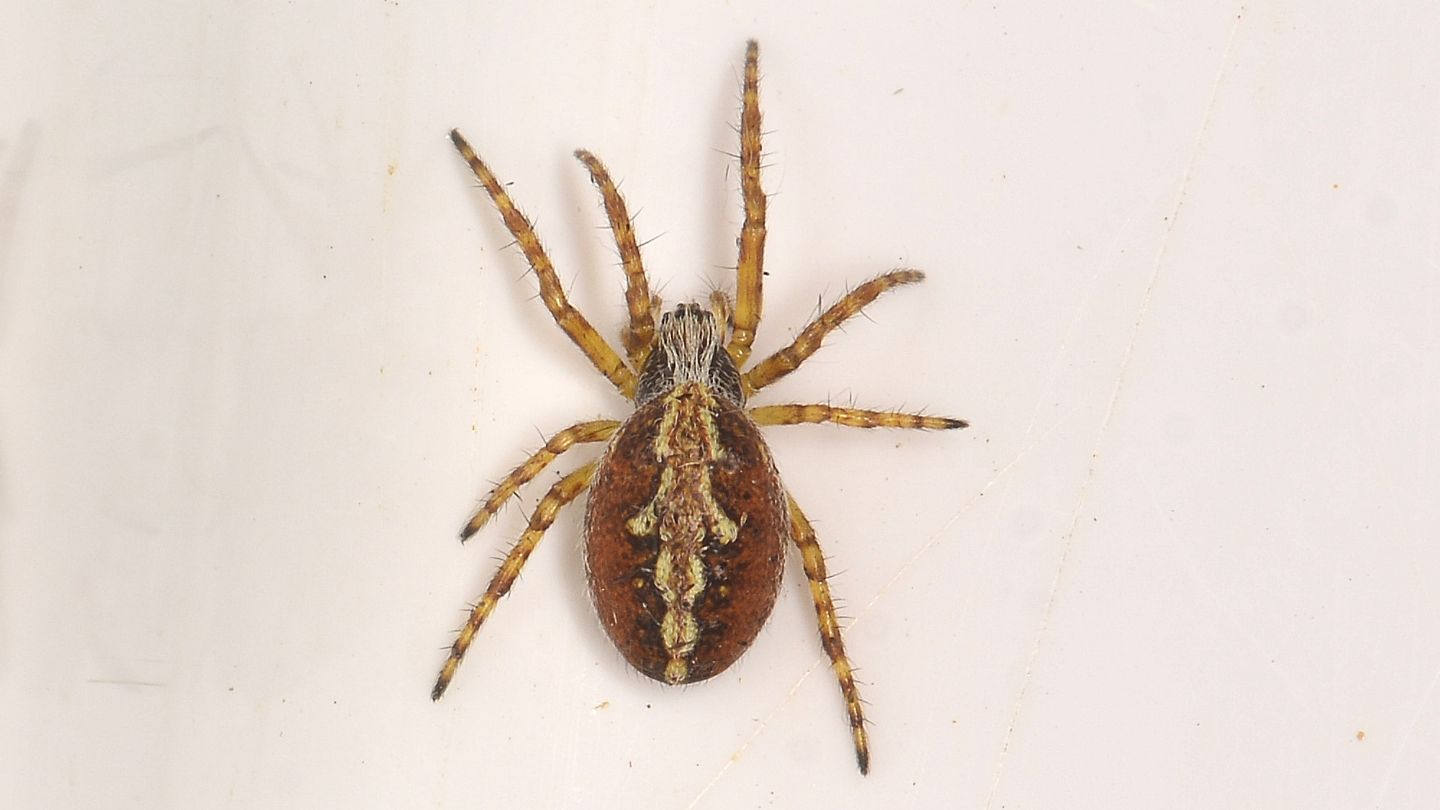 Araneidae