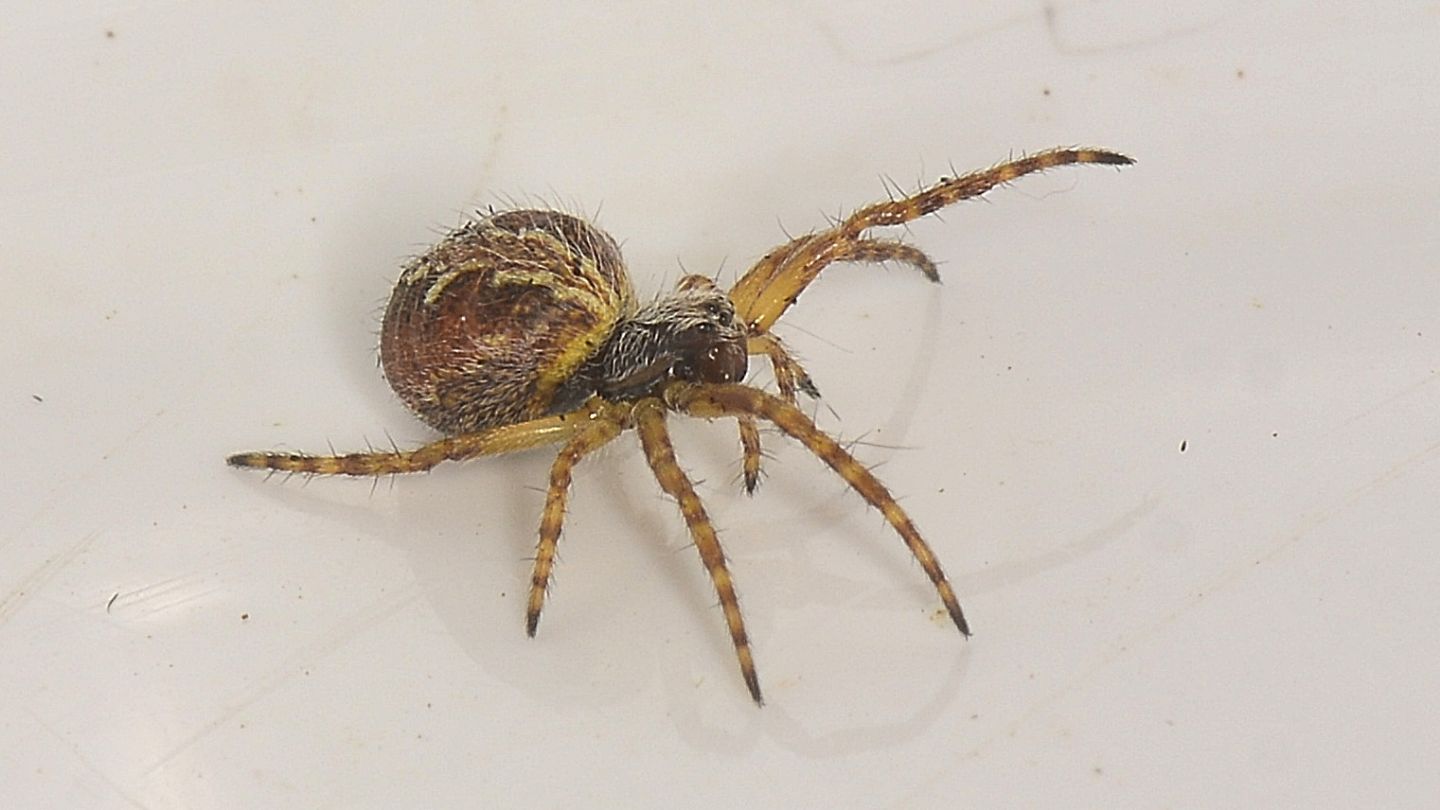 Araneidae