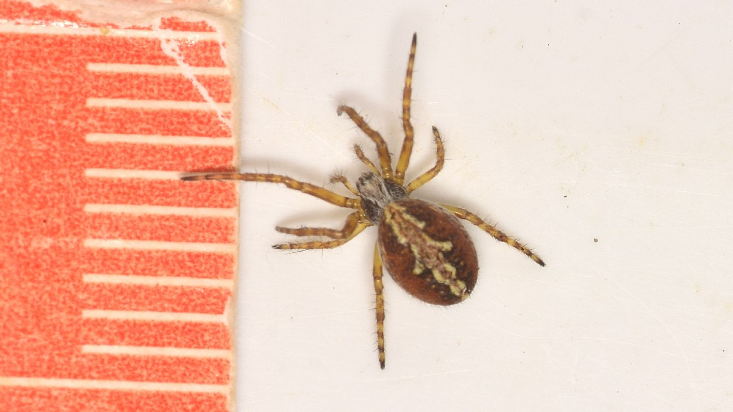 Araneidae