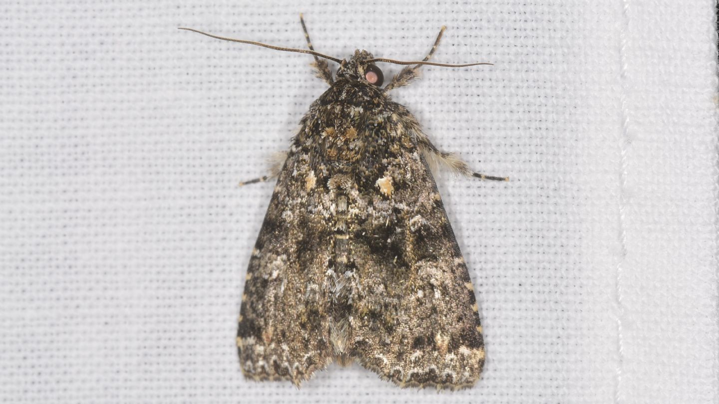 Noctuidae