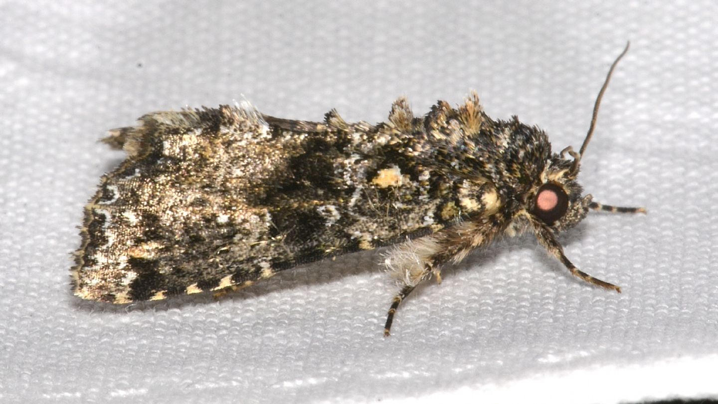 Noctuidae