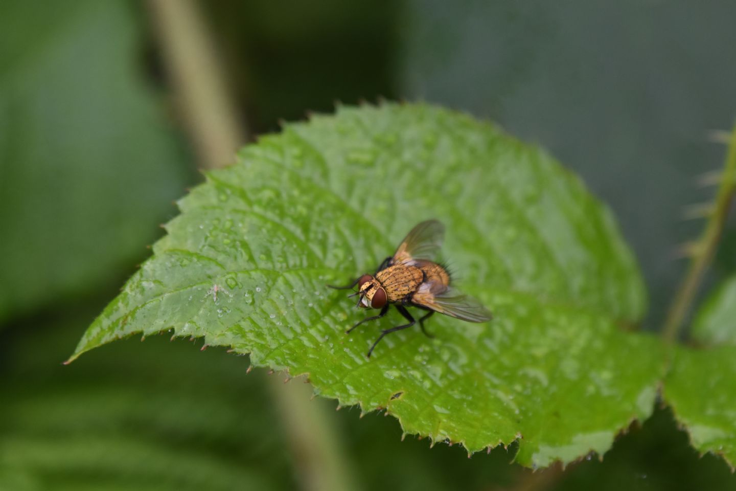 Mosca oro