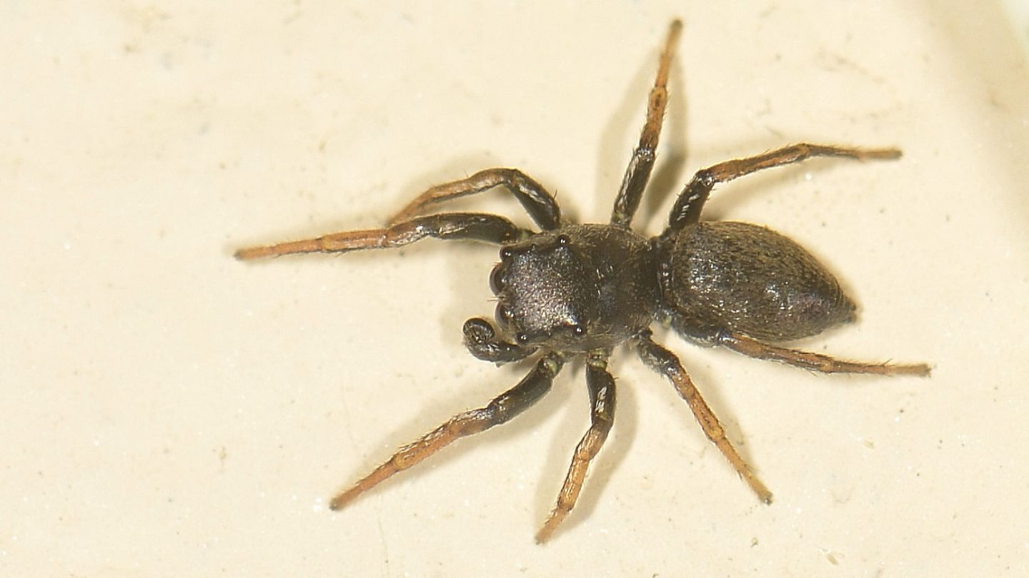 Salticidae scuro